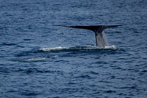 Pygmy blue whale fluke or tail in Sri Lanka © Gary Baxter 2014